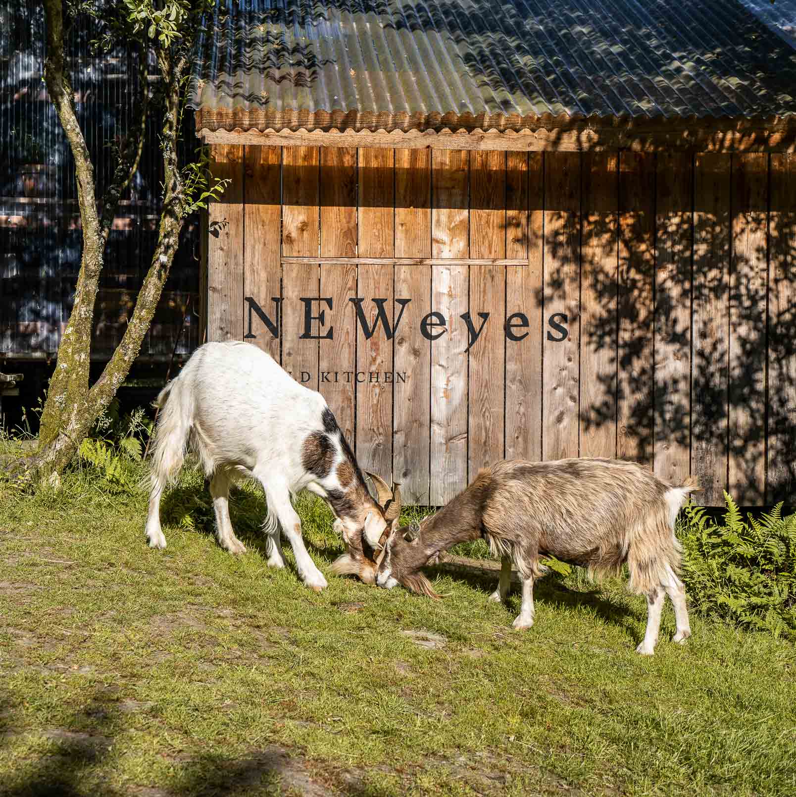 Kudhva's resident goats grazing in front of NEWeyes kitchen, Tintagel