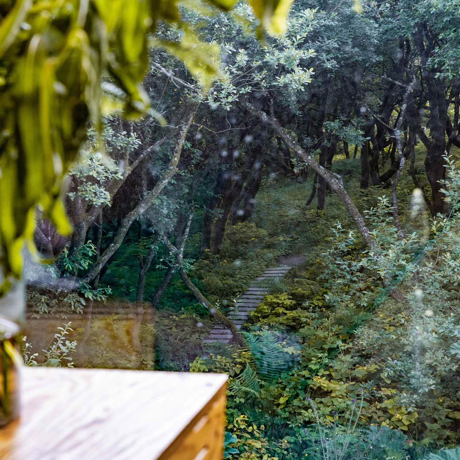 views through K3 Kudhva cabin's window of a woodland path, Tintagel